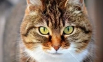 Temperatura cat: šta učiniti kod kuće